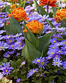 Balkan-Windröschen (Anemone blanda) 'Blue Shades', Tulpe (Tulipa) 'Orange Princess'