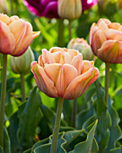 Tulpe (Tulipa) 'La Belle Epoque'