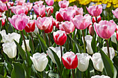 Tulpe (Tulipa) , Kombination