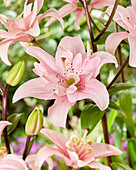 Lilium Elodie