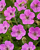 Wallich-Storchschnabel (Geranium wallichianum)'Kelly Anne'