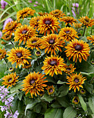 Sonnenhut (Rudbeckia) 'Flamenco Bright Orange'