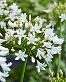 Agapanthus Vallee de la Nymphe