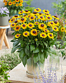 Rudbeckia Divine