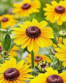 Sonnenhut (Rudbeckia) 'Divine'