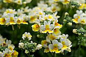 Elfenspiegel (Nemesia hybrida) 'LTD Palette Yellow White'