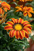 Gazania rigens LTD Big Kiss Orange Flame