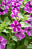 Garten-Petunie (Petunia hybrida) 'LTD Dekko Pinwheel Purple'