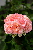 Pelargonie (Pelargonium) 'Rosebud Astrid'