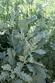 Tanacetum ptarmiciflorum 'Silver Lace'