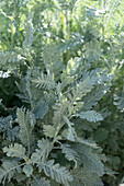 Tanacetum ptarmiciflorum Silver Lace