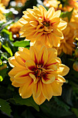 Dahlie (Dahlia) 'LaBella® Grande Orange Bicolour Medio Fun Golden Eye'