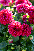 Dahlie (Dahlia) 'Dahlietta Select Patty'