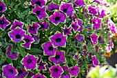 Petunia Tea Purple Green Edge