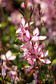 Gaura lindheimeri Rose Bicolor