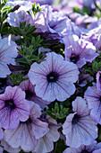 Petunie (Petunia) 'Opera Supreme Lilac Ice'