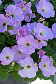 Petunie (Petunia) 'Opera Supreme Lavender'