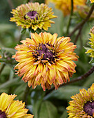 Sonnenhut (Rudbeckia)