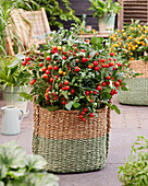 Tomate (Solanum lycopersicum) 'Avalanche Red'