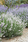 Echter Lavendel (Lavandula angustifolia) 'Coconut Ice'