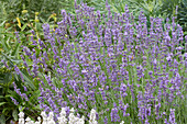 Echter Lavendel (Lavandula angustifolia) 'Peter Pan'