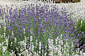 Lavender garden