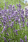 Echter Lavendel (Lavandula angustifolia) 'Sophia'