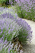 Echter Lavendel (Lavandula angustifolia) Beetbegrenzung