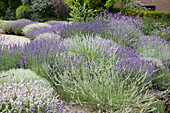 Lavender garden