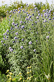 Ruthenische Kugeldistel (Echinops ritro) 'Veitchs Blue'