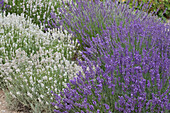 Lavender garden