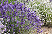 Echter Lavendel (Lavandula angustifolia)