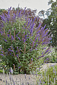 Schmetterlingsflieder (Buddleja davidii)