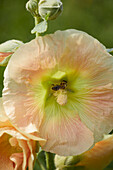 Bee on Alcea rosea flower