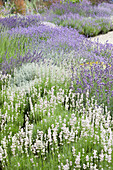 Lavender garden