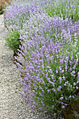 Lavandula angustifolia border