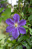 Waldrebe (Clematis) 'Wisley'