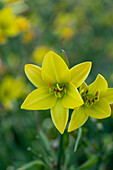 Taglilie (Hemerocallis) 'Lemon Bells'