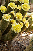 Parodia leninghausii