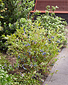 Amerikanische Heidelbeere (Vaccinium corymbosum) 'BonBonBerry® Blue Suede'