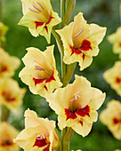 Gladiole (Gladiolus) 'Safari'