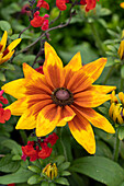 Sonnenhut (Rudbeckia) 'Sunbeckia Mia'