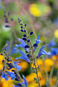 Pfeilblättriger Salbei (Salvia sagittata) 'Blue Butterflies'