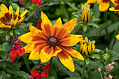 Sonnenhut (Rudbeckia) 'Sunbeckia Mia'