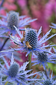 Mannstreu (Eryngium x zabelii) 'Big Blue'