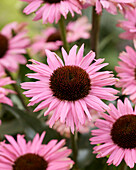 Echinacea Fountain Light Pink