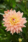 Dahlie (Dahlia) 'Melody Dora'