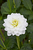 Dahlie (Dahlia) 'White Onesta'