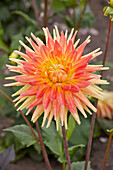 Dahlie (Dahlia) 'Motto'