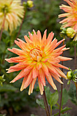 Dahlie (Dahlia) 'Motto'